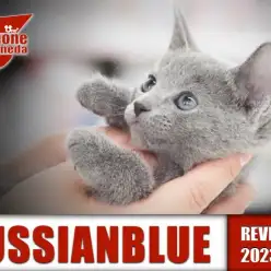 【 ロシアンブルー  女の子 】ブルーベルベットを身に纏う高貴なお姫様登場!!