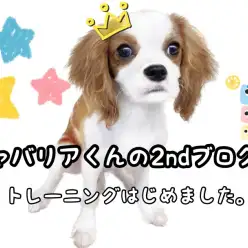 【 キャバリア 】勇敢な男の子に成長中！潤んだ瞳は変わらないキャバ君の現在！