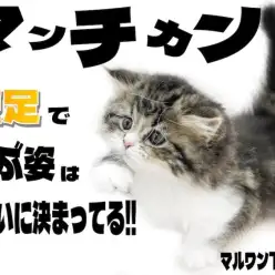 【 マンチカン 】コミカルな動きと短足で遊ぶ姿が可愛すぎる！ポージングにも注目？