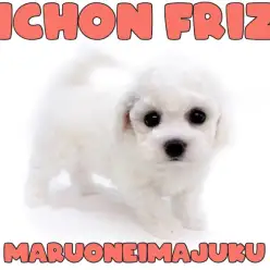 【 ビションフリーゼ 】トイレトレーニング100％！超温厚な純白のわたあめ娘！