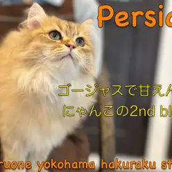 【 ペルシャ 】貫禄溢れる猫界の女王様！黄金の被毛を持つペルにゃんの成長記録