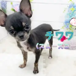 【 スムースチワワ 】極小サイズほぼ確定?!小さいだけではない優等生スムチ