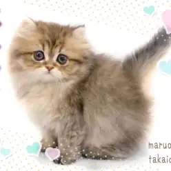 【 ペルシャ 】猫の王様ならぬプリンセス系美形ペルシャ！