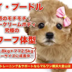 【 トイプードル 】濃いめアプリコット！人気の高いドワーフ体型のプリンセス！