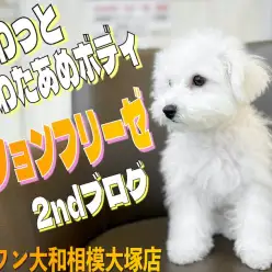 【 ビションフリーゼ 】夢見るアフロ犬！元気100%ビションフリーゼの2nd記事