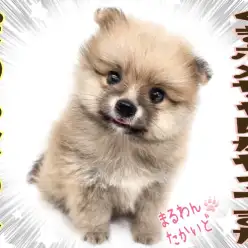 【 ポメラニアン 】激レアカラー！ウルフセーブル！究極の小熊ポメ登場！