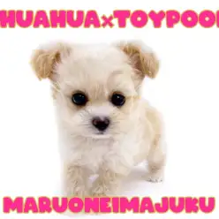 【 MIX犬 】チワワとトイプードルを両親にもつ目ヂカラ最強チワプーの女の子!