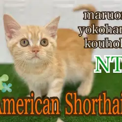 【 アメリカンショートヘア 】生後105日アメショ君の今と猫さんのワクチン接種