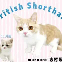 【 ブリティッシュショートヘア 】元気いっぱい！生後7ヵ月のブリくんの成長記録！