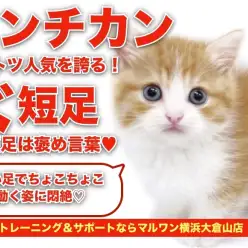 【 マンチカン 】短足は褒め言葉！ダントツ人気の短足マンチカンが仲間入り！