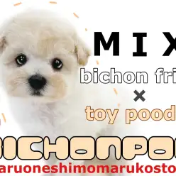 【 MIX 】両親はビションフリーゼとトイプードル！淡い毛色と甘い性格に釘付け！