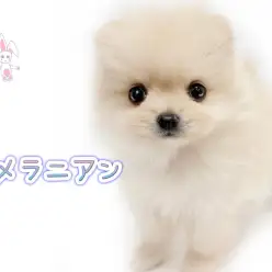 【 ポメラニアン 】ぬいぐるみのような容姿のタヌキ顔ポメちゃんが登場！