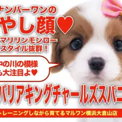 【 キャバリア 】優しい顔ならこの子で決まり！横浜ナンバーワンの癒やしフェイス！