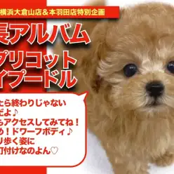 【 アプリコットちゃんの成長アルバム 】プリプリ歩く姿に釘付けになるアプリコットちゃんの成長記！