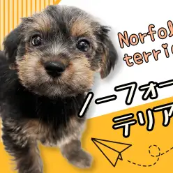 【 ノーフォークテリア 】希少犬種×レアカラー!究極のマルワンプレミアムドッグ!