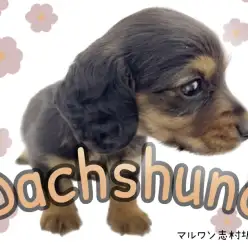 【 ミニチュアダックス 】困り顔ののんびり屋さんダックスちゃんがやってきました！