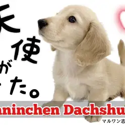 【 カニンヘンダックスフント 】短足の天使。皆を笑顔にする魅力満点のダッちゃんが登場