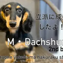 【 ミニチュアダックスフント 】立派に成長中！遊び好きダッちゃんの成長記録