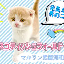 【 スコティッシュフォールド 】垂れ耳丸顔!人気のクリーム系なふわふわ癒し子猫