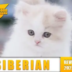 【サイベリアン】丸みのフォルムがたまらなく可愛い！史上最強のプリンスニャンコ降臨！！