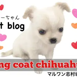 【 チワワ 】どこから見ても100点満点！あざと可愛い代表チワワがやってきました！