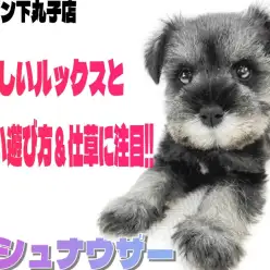 【 ミニチュアシュナウザー 】愛らしさがギュッと詰まった、あざとい系わんこ登場！