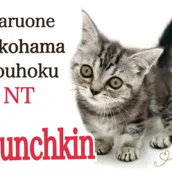 【 マンチカン 】アメショじゃないよ!わたしは短足マンチカンの女の子