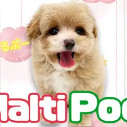 【 MIX犬 】5分で完読!愛嬌たっぷりマルプーちゃんの人気の秘密をご紹介!