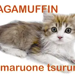 【 ラガマフィン 】生後4ヵ月!まん丸お目々の美形女子!