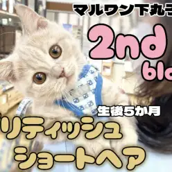 【 ブリティッシュ 】おおらかな性格で甘え上手な男の子に成長中の2ndブログ