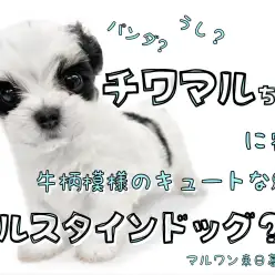 【 MIX チワマル 】ホルスタインドック登場！キュートな魅力を徹底解明