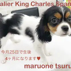 【 キャバリア 】もうすぐ4ヶ月!美女子に成長中!!