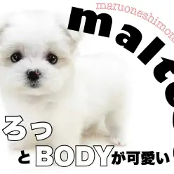 【 マルチーズ 】容姿も性格も圧倒的な可愛らしさ！お迎え後は街中の小さなアイドル