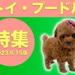 【トイプードル特集】6/15日現在在店のカワイコちゃん達！トイプードルをご紹介！