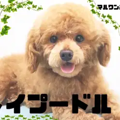 【 トイプードル 】シュッとしたスタイルにクリクリお目め！愛くるしい男の子です