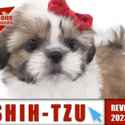 【 シーズー  女の子 】ホワイトゴールドのキューティーハニーがやってきた！