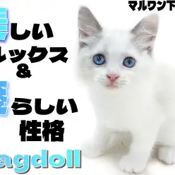 【 ラグドール 】穏やかさは猫界No.1？見た目も中身も可愛すぎる子猫が登場！