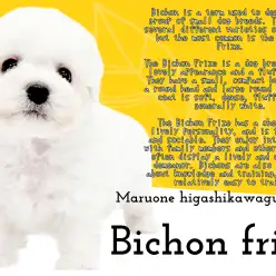 【 ビションフリーゼ 】犬種詳細レビュー：愛らしさと魅力の白い被毛