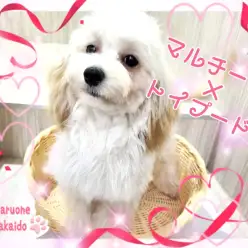 【 MIX：まるぷー 】伸ばしていた毛をカットして可愛くなっちゃったのだ！