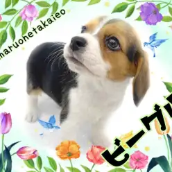 【 ビーグル 】人懐っこさ抜群!あまえんぼもっちりガール!