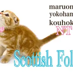 【 スコティッシュフォールド 】アメショそっくりのまん丸スコちゃん