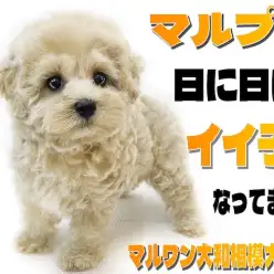 【 MIX 】ぬいぐるみの様なマルプー！お利口さんに過ごす毎日を届ける2nd記事