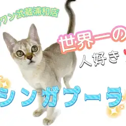 【 シンガプーラ 】カラダは世界最小！性格は世界最大の甘えん坊猫ちゃん！