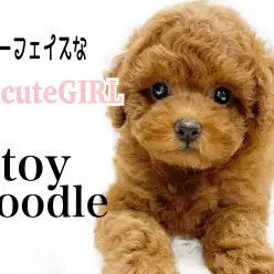 【 トイプードル 】 遊び好きで甘えん坊な癒され女の子！濃いめレッドが魅力的