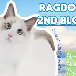 【 ラグドール 】まっしろにゃんこがハチワレ王子に成長中！ゆったり優雅な男の子