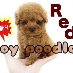 【 トイプードル 】生後2ヶ月で体重429g！小さめの手乗りサイズの男の子！