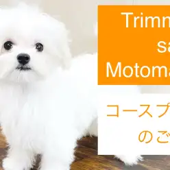 【 元町トリミング 】トリミングコースのご紹介！愛犬サッパリさせます！