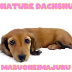 【 ダックスフント 】レッドカラーの胴長短足ボディ！困り顔の癒し系な女の子！