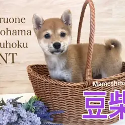 【 豆柴 】生後84日！小さな大和撫子豆柴ちゃん