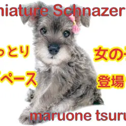 【 ミニチュアシュナウザー 】おっとり&マイペースな女の子がやってきました!!